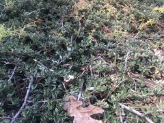 Ceanothus fresnensis