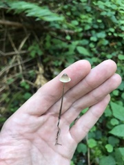 Mycena amicta
