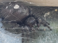 Phidippus audax