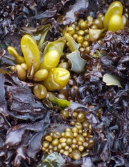 Halosaccion glandiforme