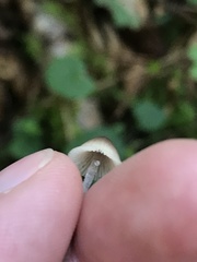 Mycena amicta