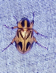 Cyclocephala multiplex