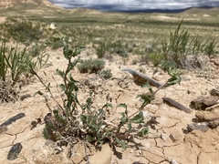 Xanthisma grindelioides