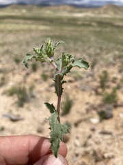 Xanthisma grindelioides