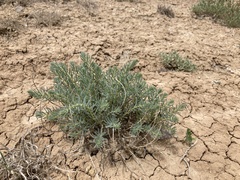 Neokochia americana