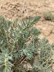 Neokochia americana