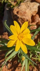 Senecio gregorii
