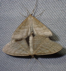 Idaea macilentaria