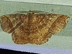 Thysanopyga abdominaria