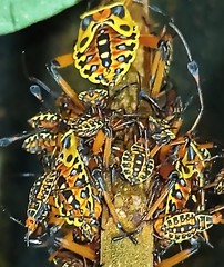 Pachylis nervosus