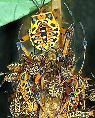 Pachylis nervosus