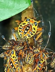 Pachylis nervosus