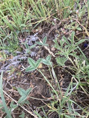 Trifolium gymnocarpon