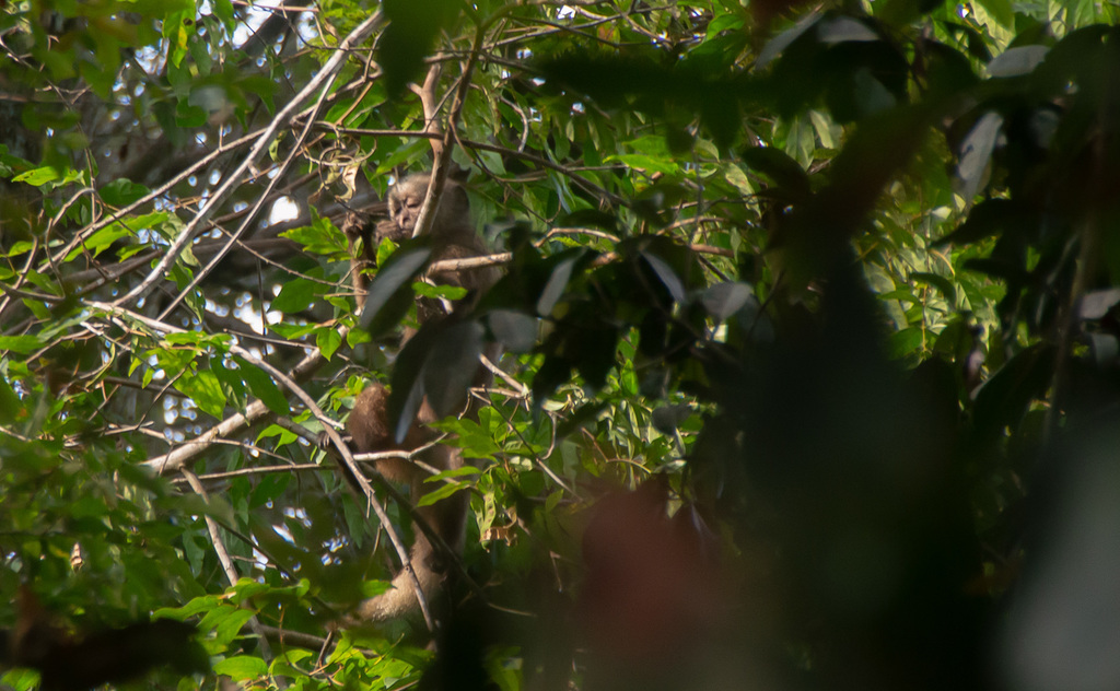 Ka’apor Capuchin in November 2015 by Whaldener Endo · iNaturalist