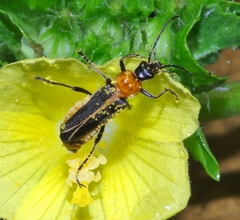 Chauliognathus