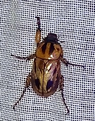 Cyclocephala multiplex