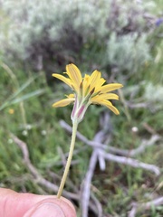 Agoseris parviflora
