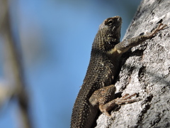 Sceloporus edbelli