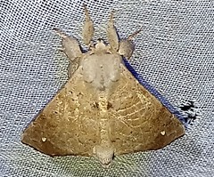 Olceclostera nigripuncta