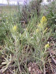 Castilleja flava flava