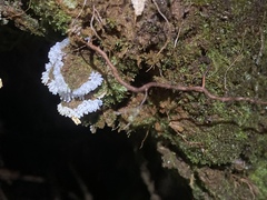 Protosteliomycetes