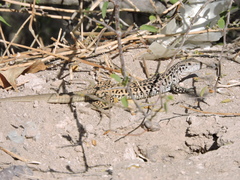 Aspidoscelis tesselatus