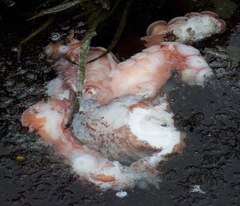 Enteroctopus dofleini