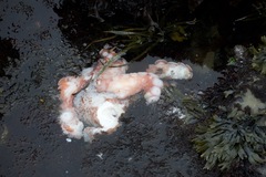 Enteroctopus dofleini