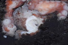 Enteroctopus dofleini