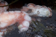 Enteroctopus dofleini