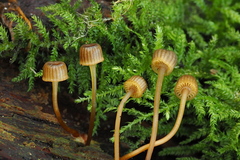Mycena picta