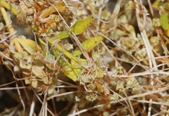 Cuscuta nevadensis