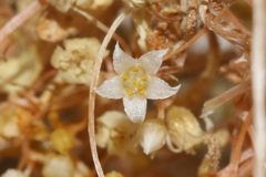 Cuscuta nevadensis