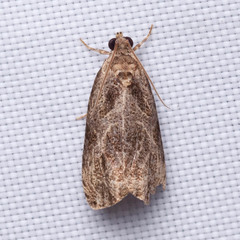 Olethreutes furfuranum