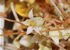 Cuscuta nevadensis