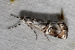 Hednota mesochra