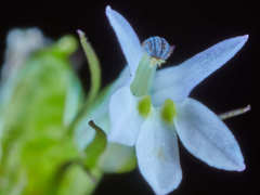 Lobelia xalapensis