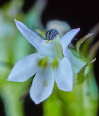 Lobelia xalapensis