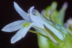Lobelia xalapensis