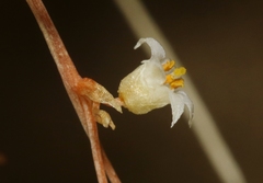 Cuscuta nevadensis