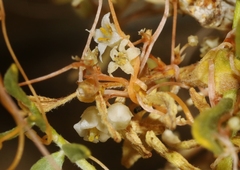 Cuscuta nevadensis