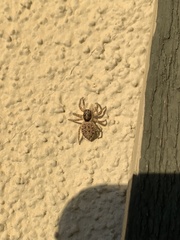 Menemerus semilimbatus