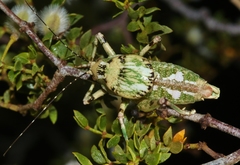 Aglaothorax ovata
