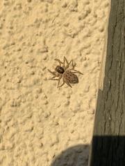 Menemerus semilimbatus