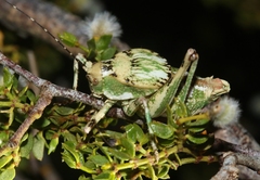 Aglaothorax ovata