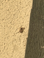 Menemerus semilimbatus