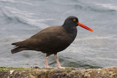 Black Oystercatcher - Photo (c) Mike Baird, some rights reserved (CC BY)