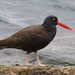 Black Oystercatcher - Photo (c) Mike Baird, some rights reserved (CC BY)