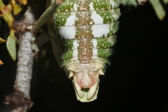 Aglaothorax ovata