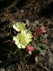 Oenothera primiveris